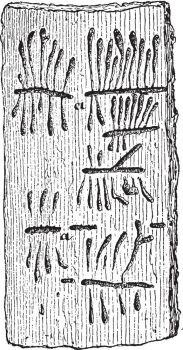 Galleries of Hylesinus vittatus in elm bark, vintage engraved illustration.