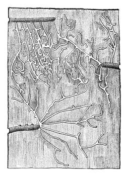 Larval galleries Tomicus pusillus, under the bark of pine, vintage engraved illustration.
