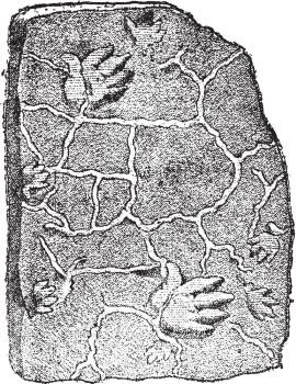 Footprints of a labyrinthodon, in the coal sandstone, vintage engraved illustration. From Natural Creation and Living Beings.