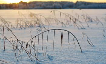 Winter  Beautiful Christmas landscape, snow reed against a sunset, Shallow depth-of-field