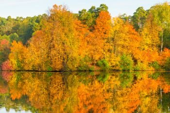 Beautiful bright autumn forest by the picturesque lake