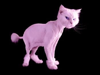 Pink funny groomed cat with a short haircut and wiht tassel tail isolated on a black background. Copy space.. Pink funny groomed cat with a short haircut and wiht tassel tail isolated on a black background.