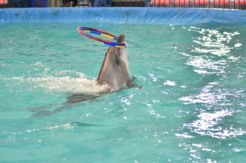 Dolphin performs a exercises with hoop in the indoor pool