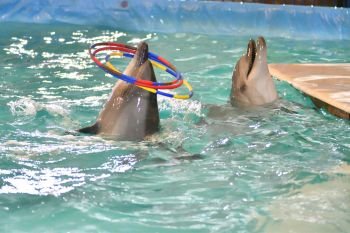 Dolphin performs a exercises with hoop in the indoor pool