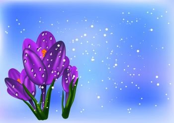 thee crocus and snow on abstract background