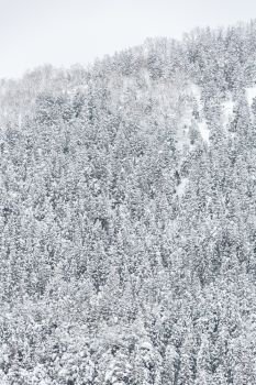 winter Landscape of Pine Forest at Shirakawago Chubu Japan
