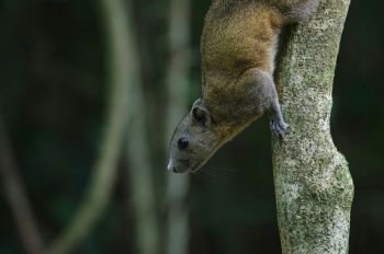 Grey-bellied squirrel on tree in forest, Thailand
