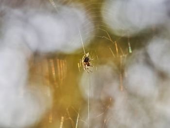 spider web with spider in the forest