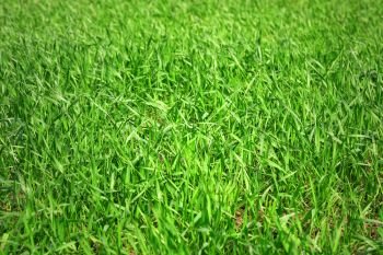 Background of green grass removed with selective focus. Background of green grass
