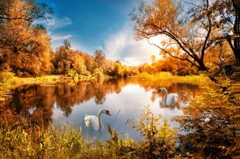 Lake with red autumn trees on the shore and swan under the blue sky. Lake with red autumn trees on the shore and swan