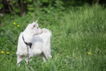 Little white goat on a chain on a background of green grass.. Little white goat on a chain