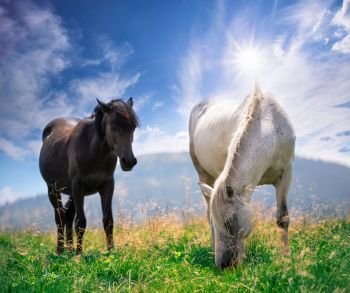 White and brown horses on a mountain pasture. Summer landscape. The concept of wildlife and travel.. White and brown horses on a mountain pasture