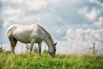 White horse on a green pasture under a cloudy sky. White horse on a green pasture