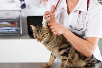 Placing a veterinary vaccine injection to a cat at the clinic