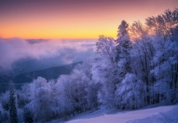 Snowy forest in hoar and low clouds in beautiful winter at sunrise. Colorful landscape with trees in snow, orange sky. Snowfall in mountain woods. Wintry woodland. Snow covered forest at dawn. Nature