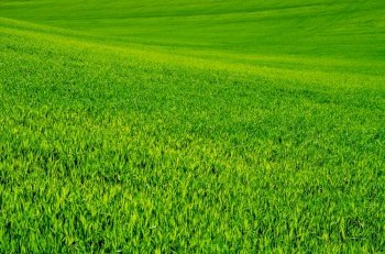 green grass background texture