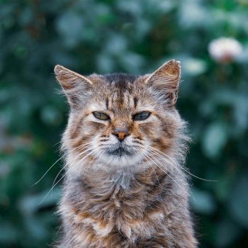 beautiful stray cat portrait looking at the camera