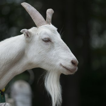 Close-up of a goat, Charlottetown, Prince Edward Island, Canada
