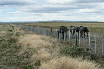 Three horses grazing in field with fence, Santa Cruz Province, Patagonia, Argentina