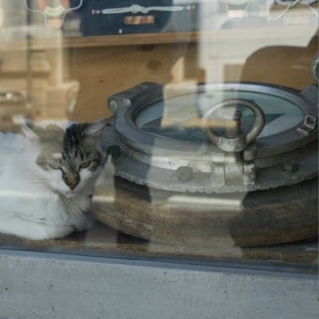 Cat looking out of a window, Valparaiso, Chile