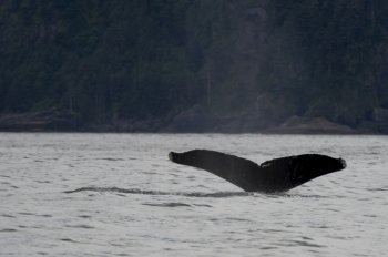 Whale’s tail surfacing in the Pacific Ocean, Skeena-Queen Charlotte Regional District, Haida Gwaii, Graham Island, British Columbia, Canada
