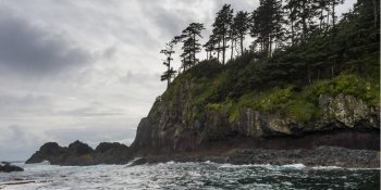 Trees at the coast, Skeena-Queen Charlotte Regional District, Haida Gwaii, Graham Island, British Columbia, Canada