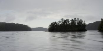 Trees at coast, Skeena-Queen Charlotte Regional District, Haida Gwaii, Graham Island, British Columbia, Canada
