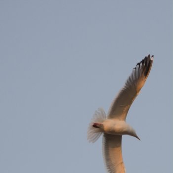 Low angle view of a seagull flying in the sky, Lake Of The Woods, Ontario, Canada