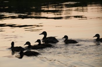 Flock of ducks swimming in a lake, Lake of the Woods, Ontario, Canada
