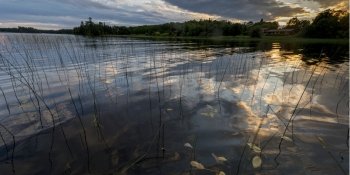 Reeds in a lake, Lake Of The Woods, Ontario, Canada