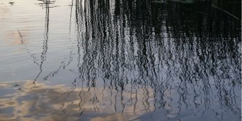 Reflection of Reeds in a lake, Lake of the Woods, Ontario, Canada