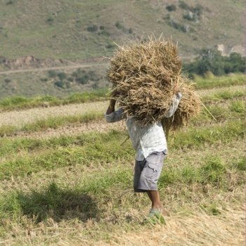 Farmer carrying haystacks on shoulder at farm, Punakha, Bhutan