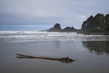 Driftwood on the beach, Pacific Rim National Park Reserve, British Columbia, Canada