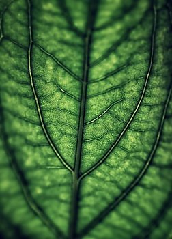 Green leaf background, abstract natural backdrop, vintage style photo, beautiful nature detail, grunge floral wallpaper