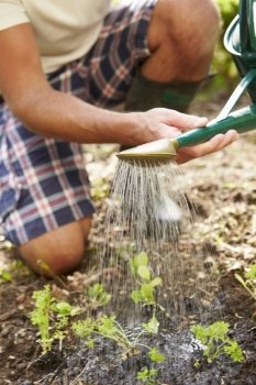 Close Up Of Man Watering Seedlings In Ground On Allotment