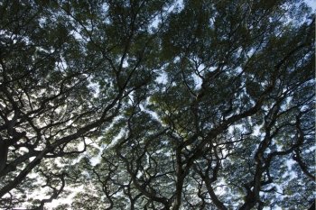 Low angle view of trees, Haleiwa, North Shore, Oahu, Hawaii, USA