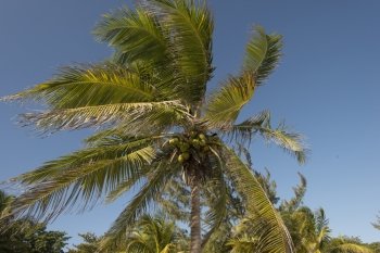 Low angle view of coconut palm tree, Utila, Bay Islands, Honduras