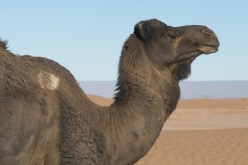 Dromedary camels in the desert, Erg Chegaga Dunes, Sahara Desert, Souss-Massa-Draa, Morocco