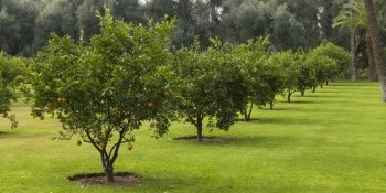 Orange trees in an orchard, Marrakesh, Morocco
