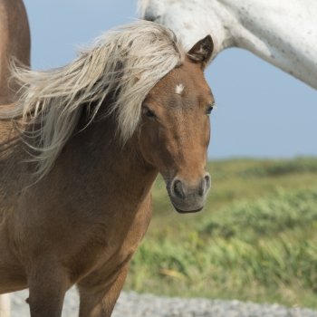Close-up of horses, Bonavista, Bonavista Peninsula, Newfoundland And Labrador, Canada