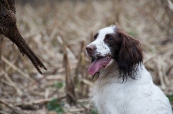 Working liver and white spaniel