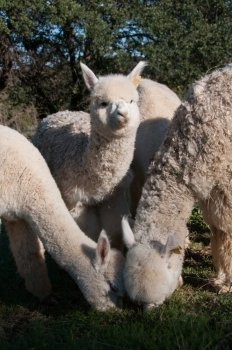 Group of young alpacas