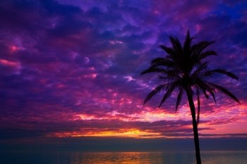 sunset sunrise palm tree over Mediterranean sea