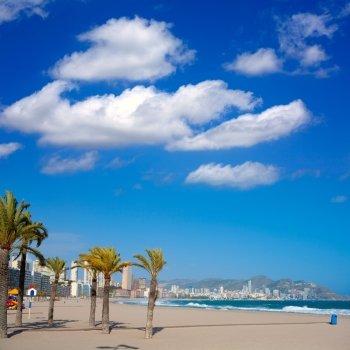 Benidorm Alicante beach palm trees and Mediterranean sea of Spain