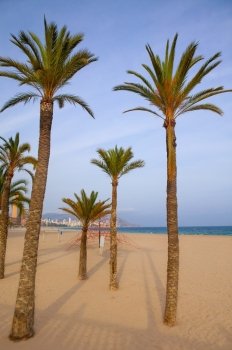 Benidorm palm trees beach in mediterranean alicante from spain