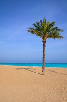 Mediterranean palm tree in Playa del Paraiso villajoyosa Alicante spain