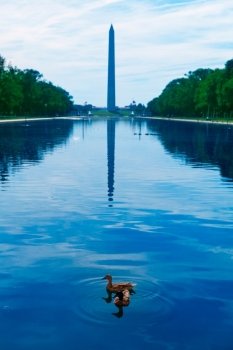 Washington Monument morning reflecting pool with ducks in US USA