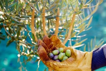 Olives harvest picking hands with gloves at Mediterranean