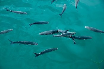 Grey mullet fishes school in marina at Mediterranean sea