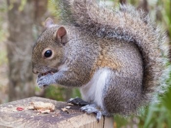 Gray squirrel, Sciurus Carolinensis, sitting on a fence post eating a peanut